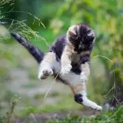 みかん太の画像