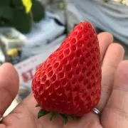すのーの画像