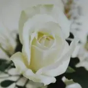 カモミール