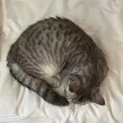 ataの画像