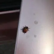 ぺぺ