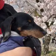 ロクマンティスト