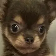 モカ