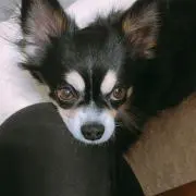 みー