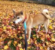 Shalomプロフ必読！売り尽くしセールの画像