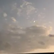 ぽぽの画像