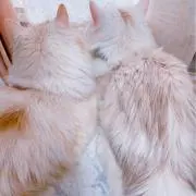 うゆの画像