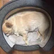 ちくわ