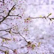 HDの画像
