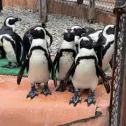トリーの画像