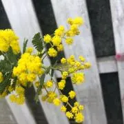あずの画像