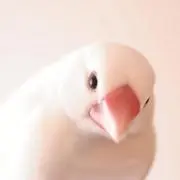 ころちゃん