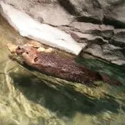ゆめの画像
