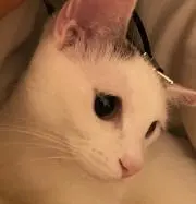 きなこの画像