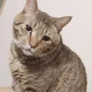 のの