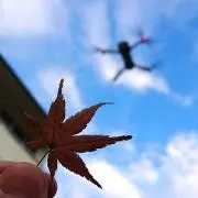 すぺにゃんの画像