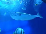 むーの画像