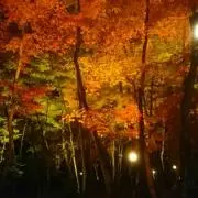 らむれの画像