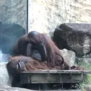 DEVの画像