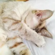 Chato*の画像