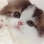ロン※発送はプロフ記載の画像