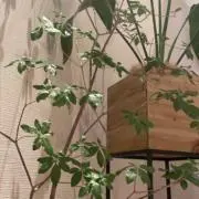eeema★24時間以内発送★の画像