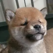 ポチの画像