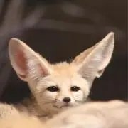 はーぶの画像