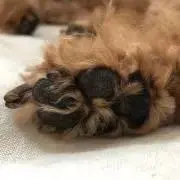 ふーすけ