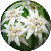cherry bloosomsの画像