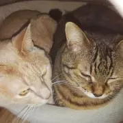 きよにゃんの画像