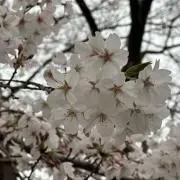 さくらの画像