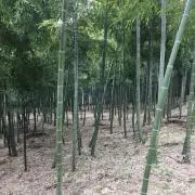 もずくの画像