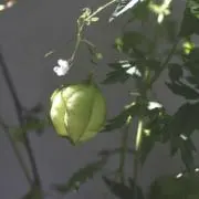 あやこの画像
