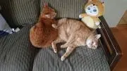 猫ブラックドラゴンの画像