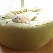 ぴぱ