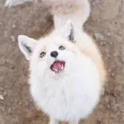 ねこの画像
