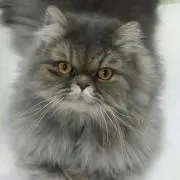 ８にゃんこ
