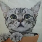atlasの画像