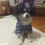 ひぃちゃん