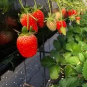 ひー（購入前にプロフご確認ください）の画像