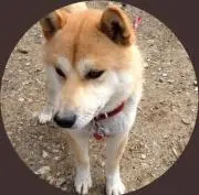 ここ掘れわんわんこ
