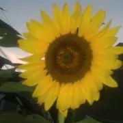 浅草パンダ