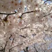 ハッピー