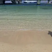 ドックよりのいぬの画像