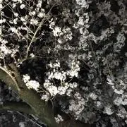 IOAの画像