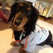 まゆぶー