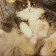 くりの画像