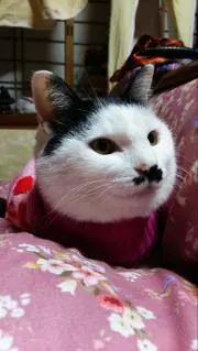 Aの画像