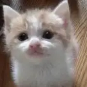 zwの画像